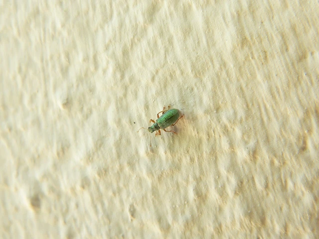 Polydrusus