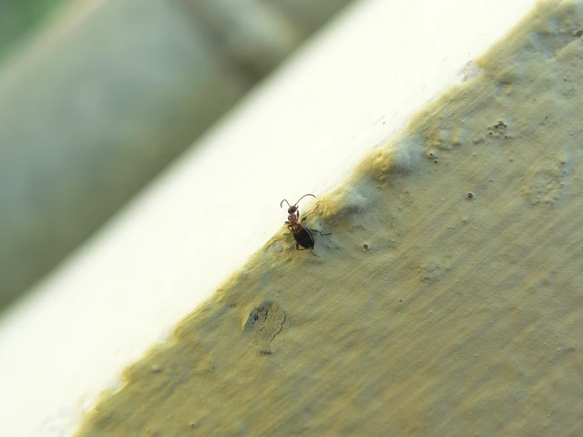 Anthelephila pedestris - hangyaszerű fürgebogár