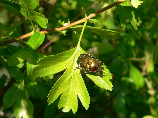 Cetonia aurata - aranyos virágbogár