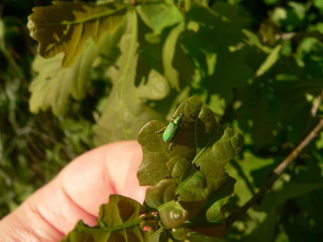 Polydrusus formosus - selymes lombormányos