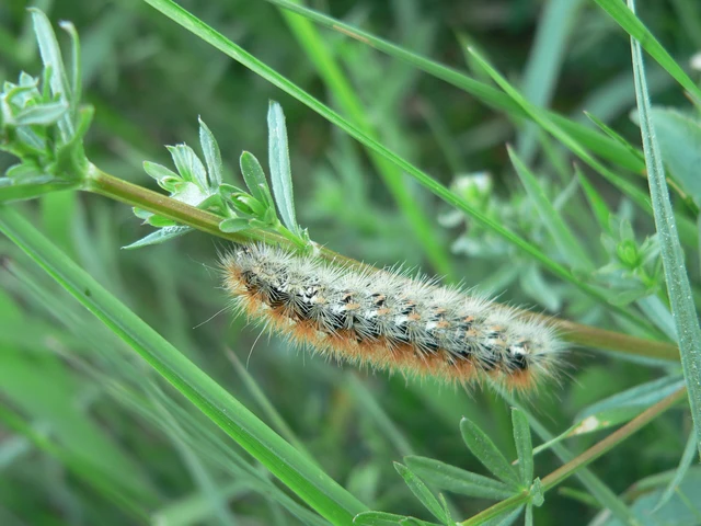 Rhyparia purpurata - bíborszínű medvelepke