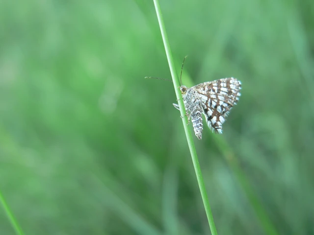 Chiasmia clathrata - rácsos rétiaraszoló