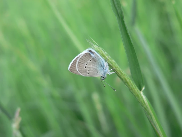 Cyaniris semiargus - aprószemes boglárka