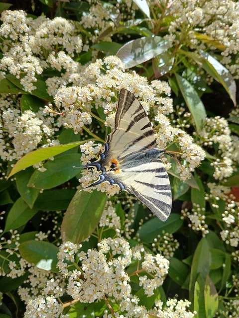 Iphiclides podalirius - kardoslepke
