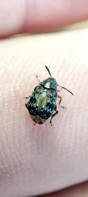 Megabruchidius dorsalis - foltoshátú lepényfazsizsik