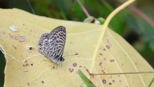 Leptotes pirithous - déli boglárka