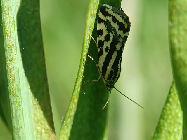 Emmelia trabealis - zebrabagoly