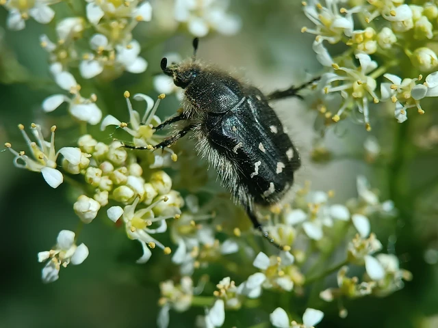 Tropinota hirta - bundás virágbogár