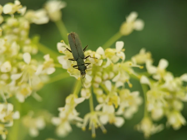 Oedemera