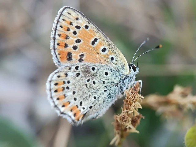 Lycaena tityrus - barna tűzlepke