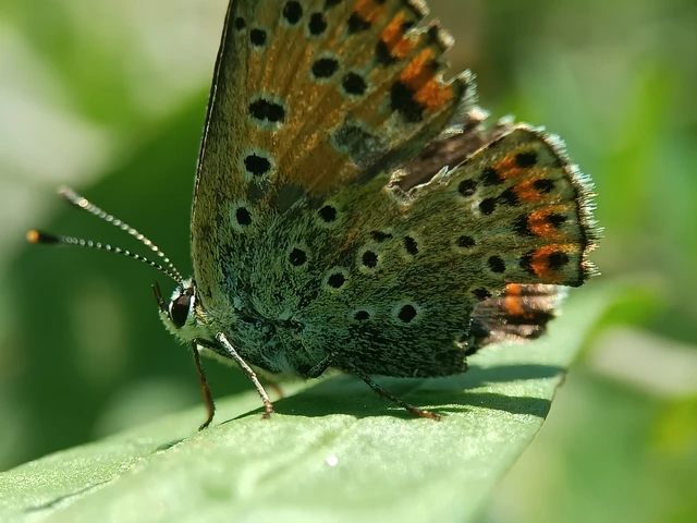 Lycaena tityrus - barna tűzlepke