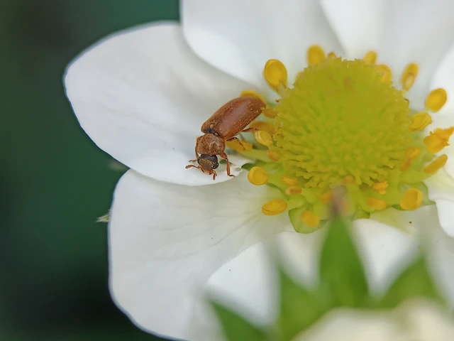 Byturus