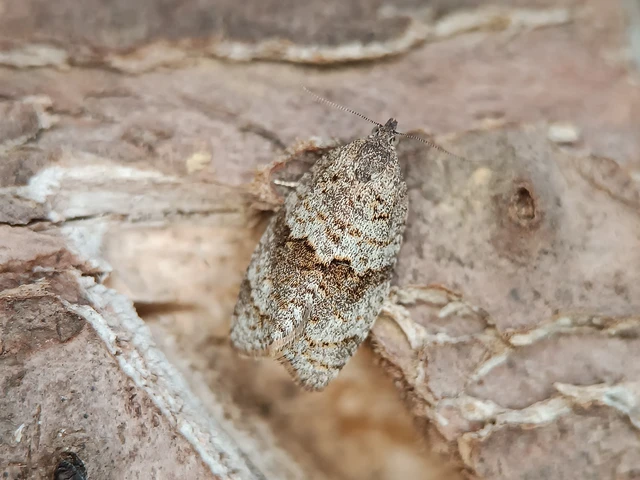 Syndemis musculana - füstös sodrómoly