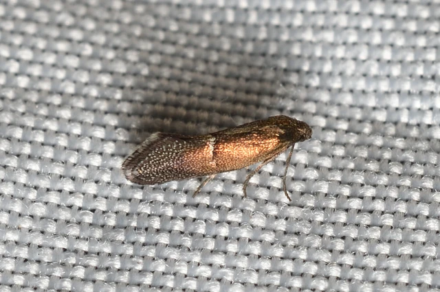 Klimeschia transversella - kakukkfű-legyezősmoly
