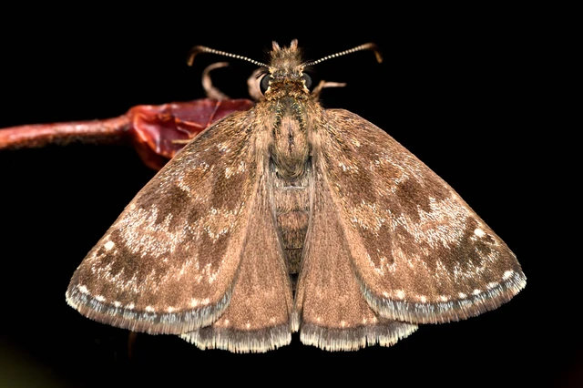 Erynnis tages - cigánylepke