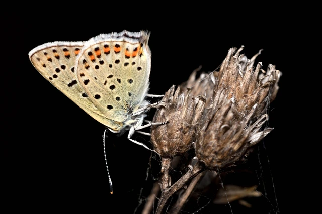 Lycaena tityrus - barna tűzlepke