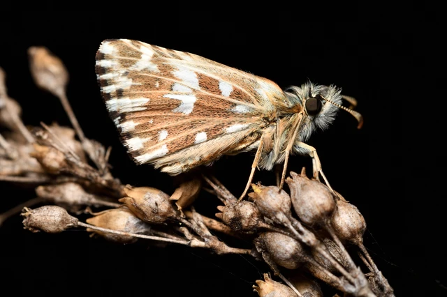 Pyrgus malvae - kis busalepke