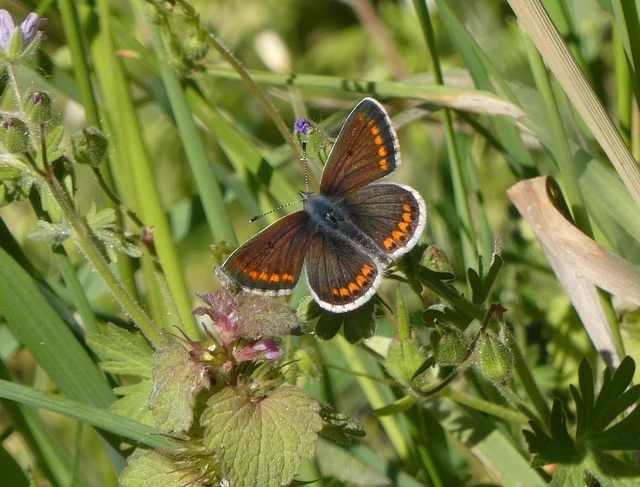 Aricia agestis - szerecsenboglárka