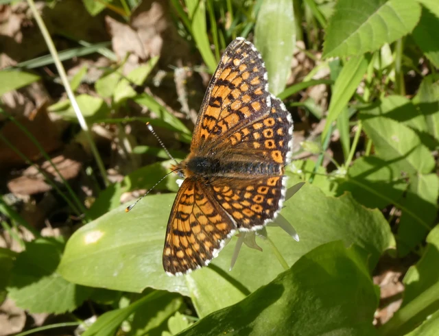 Melitaea cinxia - réti tarkalepke