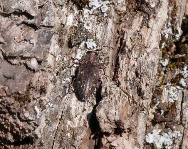 Chrysobothris affinis - aranypettyes díszbogár