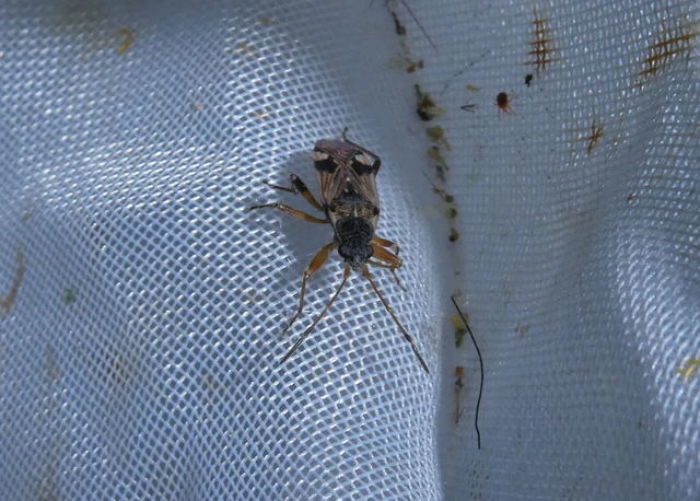 Beosus maritimus - homoki bodobács
