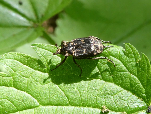 Valgus hemipterus - suta virágbogár