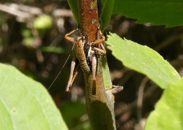 Pholidoptera aptera - nagy avarszöcske