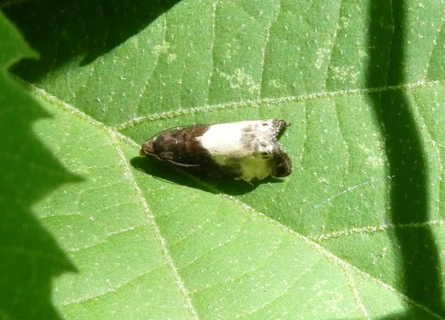 Notocelia cynosbatella - rózsahajtás-tükrösmoly