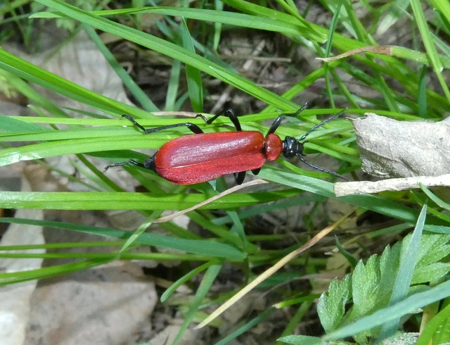 Pyrochroa coccinea - nagy bíborbogár