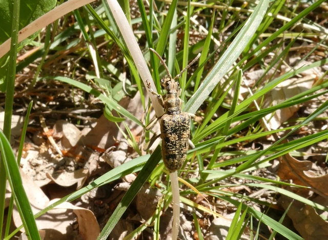 Rhagium sycophanta - tölgyes-tövisescincér