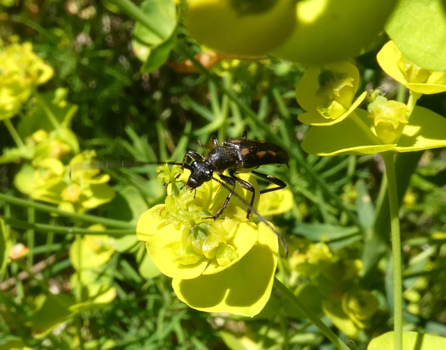 Anoplodera sexguttata - foltos virágcincér