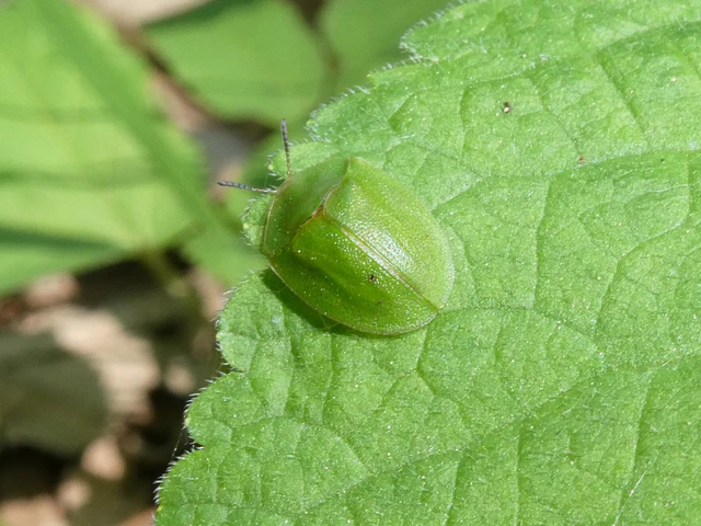 Cassida viridis - zöld pajzsbogár