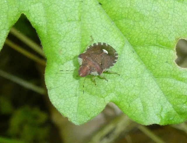 Dyroderes umbraculatus Dyroderes umbraculatus