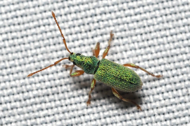 Phyllobius argentatus - ezüstös levélormányos