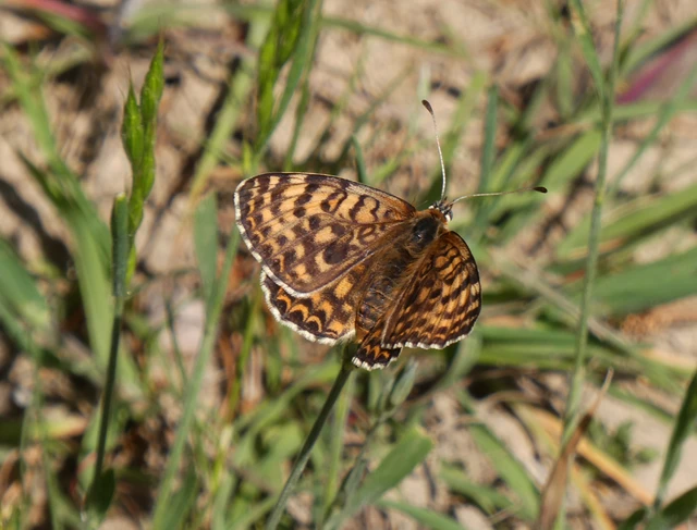 Melitaea didyma - tüzes tarkalepke