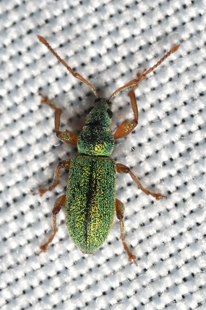 Phyllobius argentatus - ezüstös levélormányos
