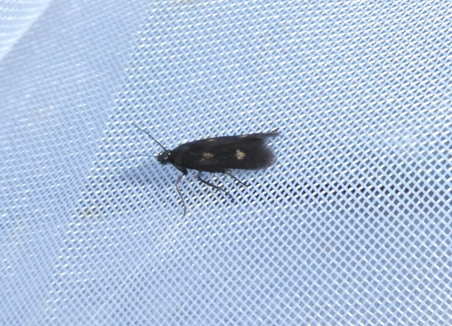 Parascythris muelleri - kétpettyes zöldmoly