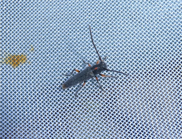 Phytoecia pustulata - parányi fűcincér