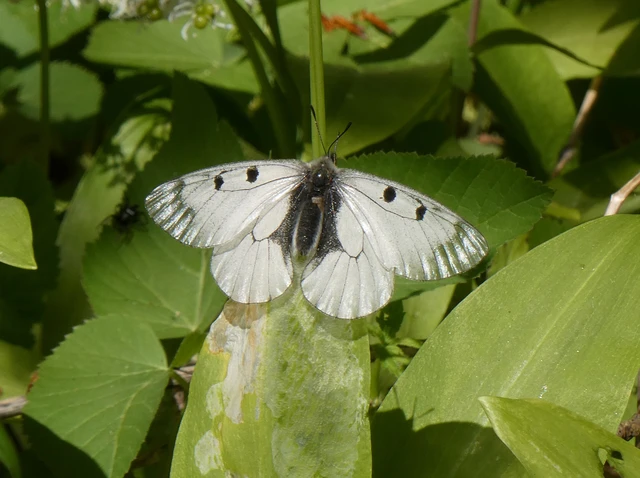 Parnassius mnemosyne - kis apollólepke