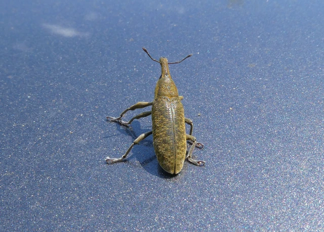Lixus pulverulentus - mályvafúró dudvabarkó