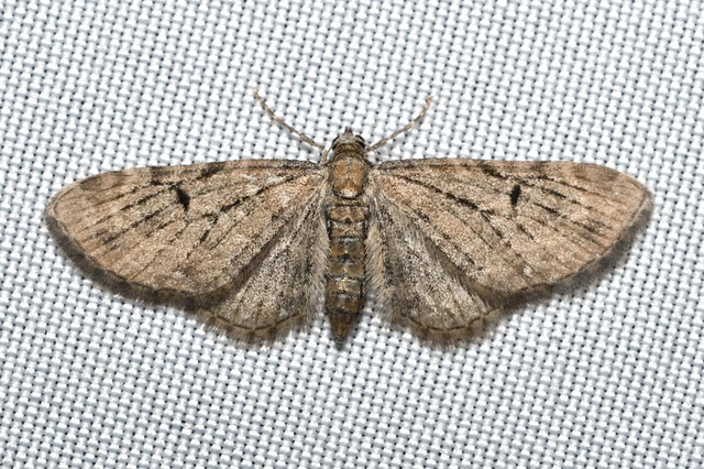 Eupithecia virgaureata - aranyvessző-törpearaszoló