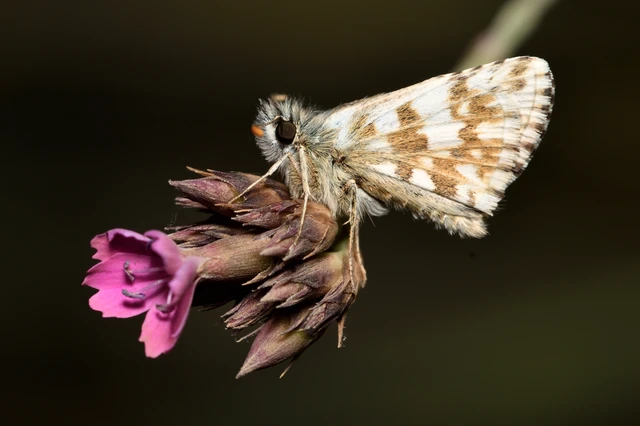 Pyrgus armoricanus - feles busalepke