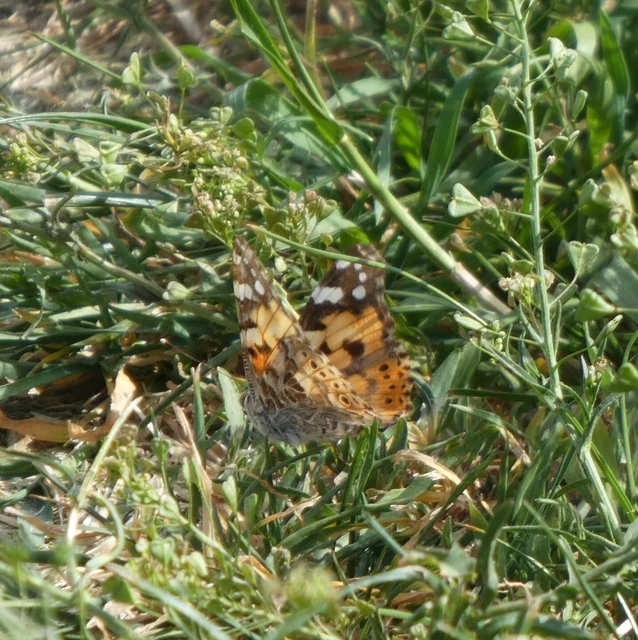 Vanessa cardui - bogáncslepke