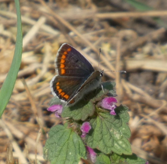Aricia agestis - szerecsenboglárka