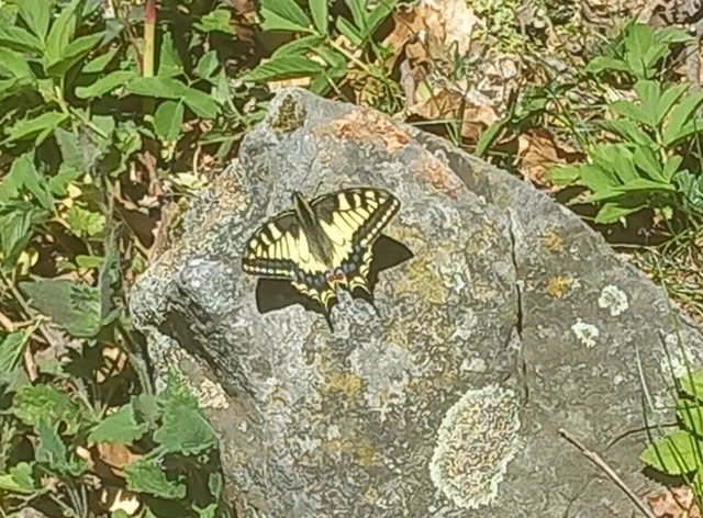 Papilio machaon - fecskefarkú lepke