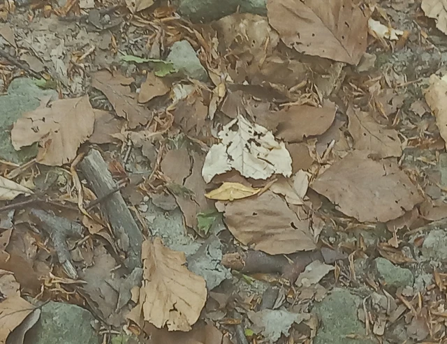 Watsonalla cultraria - bükkfa-sarlósszövő