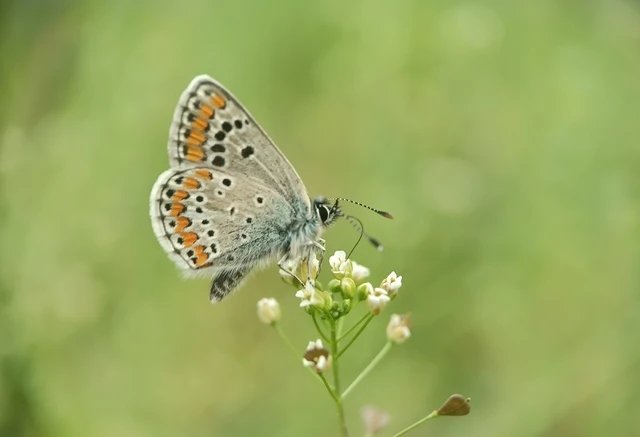 Aricia agestis - szerecsenboglárka