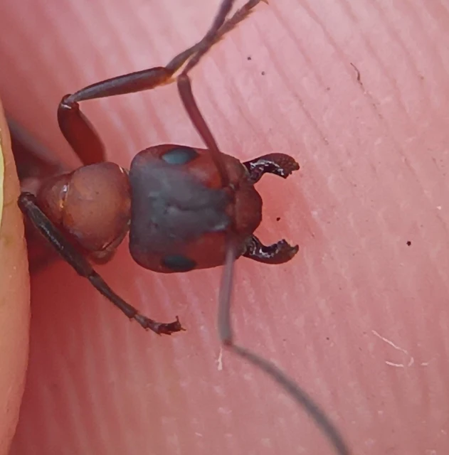 Formica sanguinea - vérvörös rablóhangya