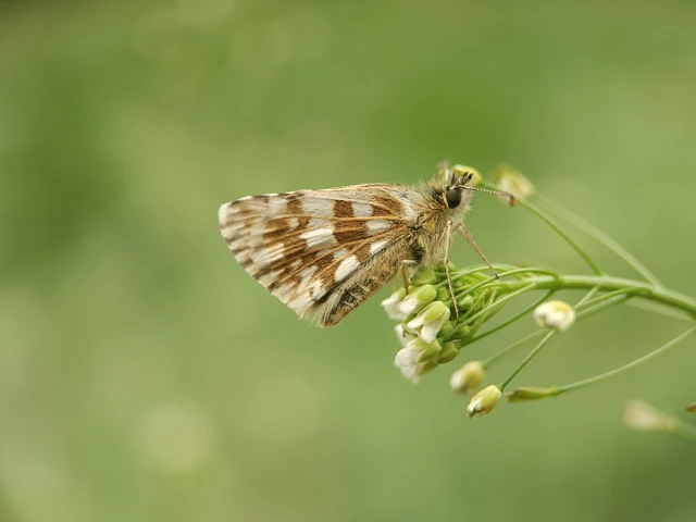 Pyrgus armoricanus - feles busalepke