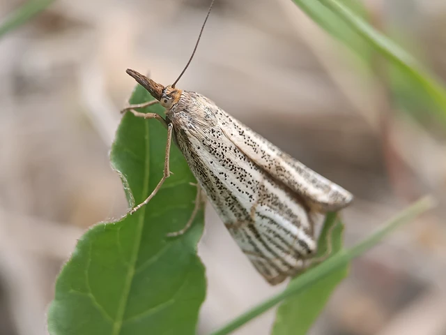 Thisanotia chrysonuchella - tavaszi fűgyökérmoly